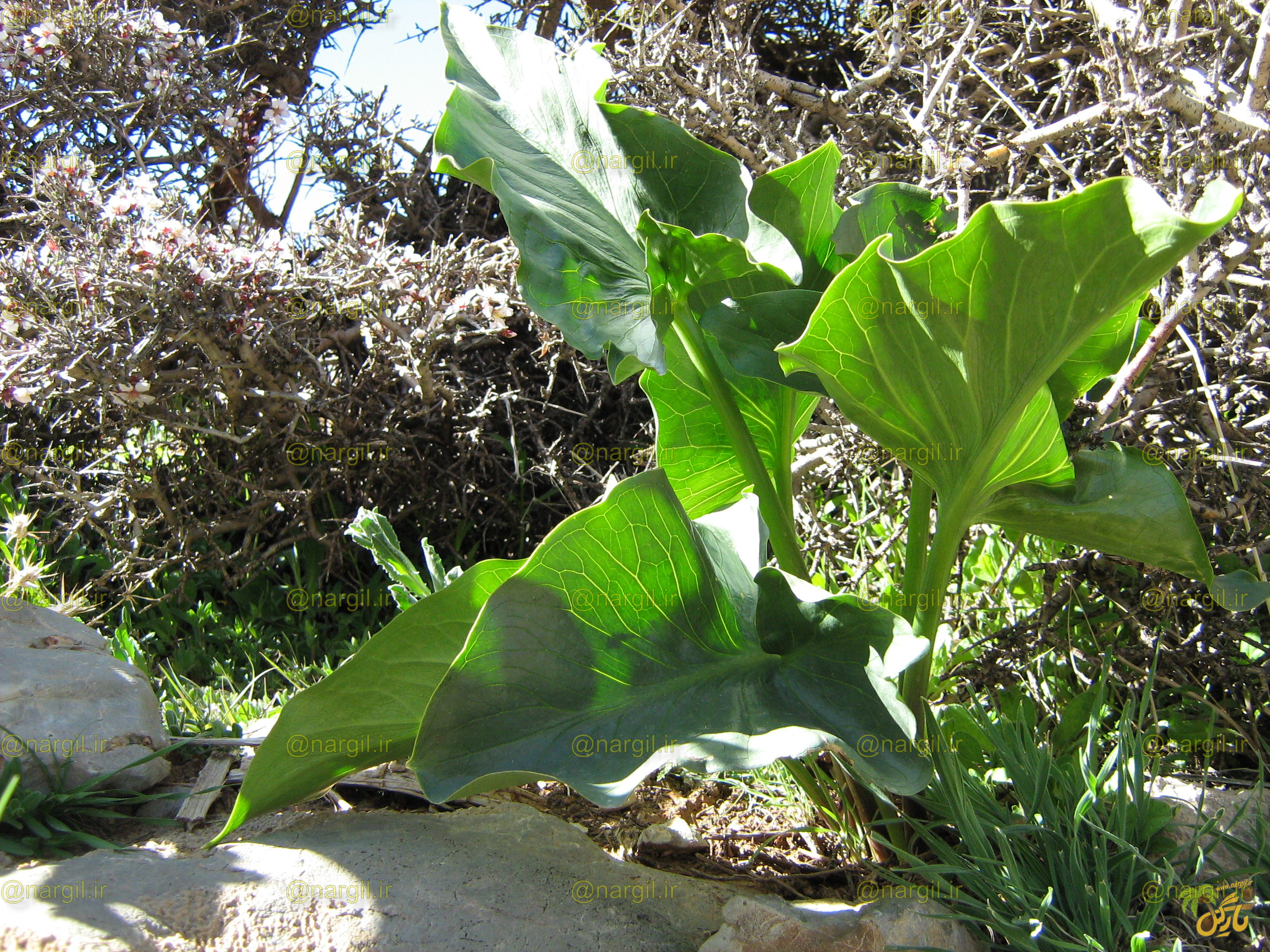 Arum detruncatum